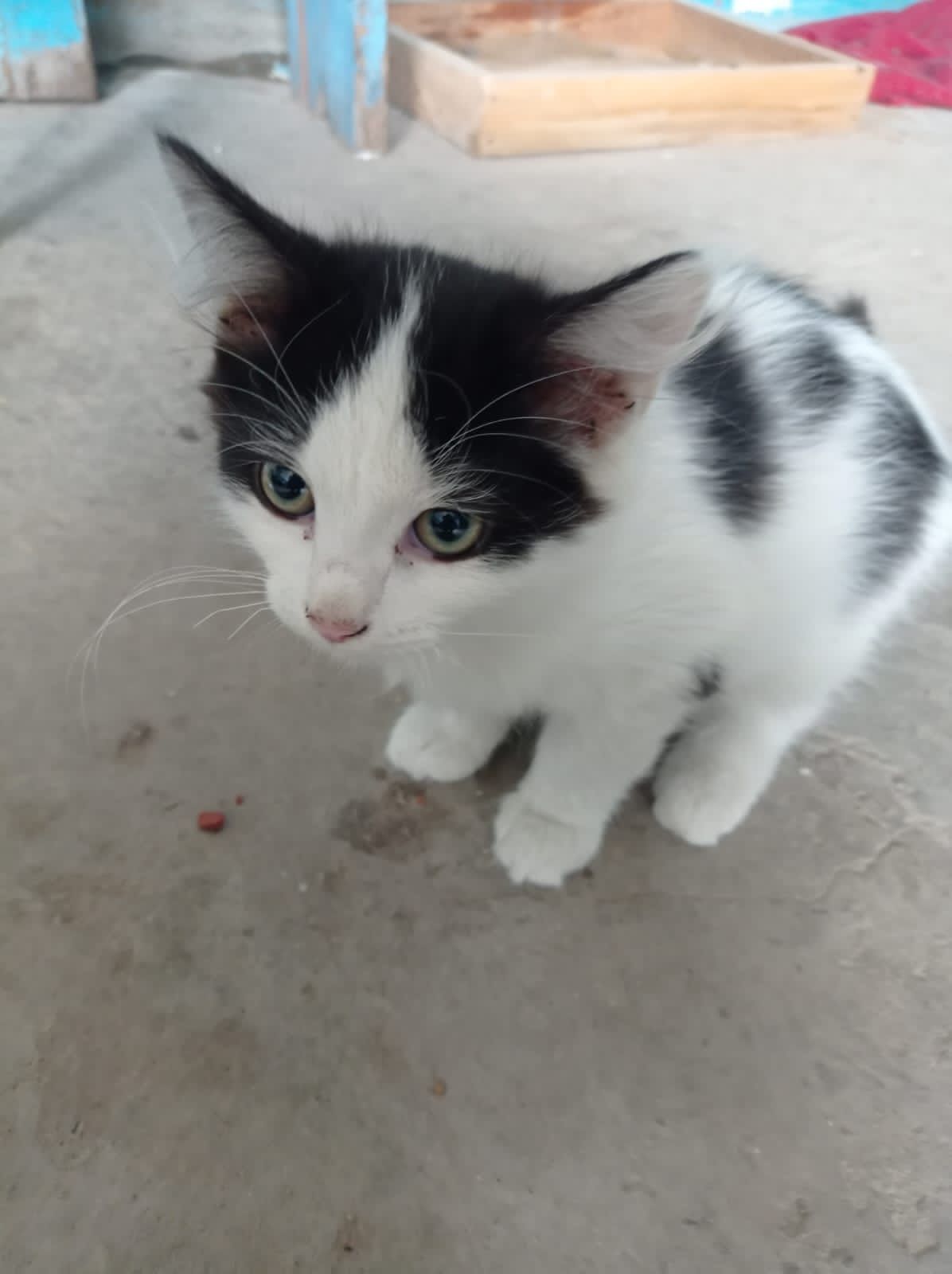 Дарю котят 2 мес