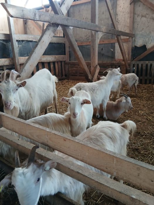 Capre tinere din mame bune de lapte