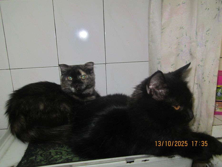 Котята в добрые руки. смотрите другие объявления автора