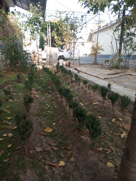 Shamshod ko'chatlari