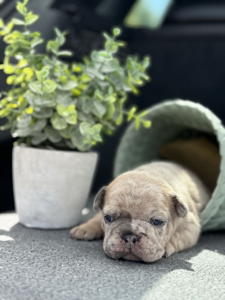 Pui puppy  bulldog francez choco tan merle blue