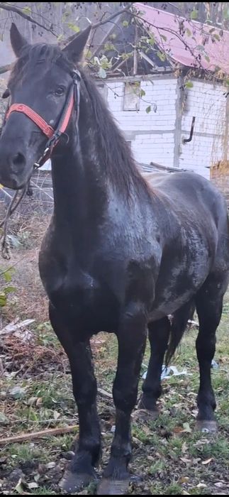 De vânzare cal castrat de 4 ani