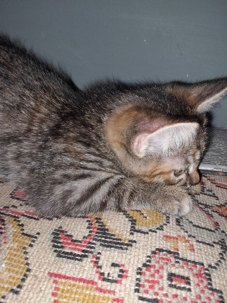 Котята бесплатно