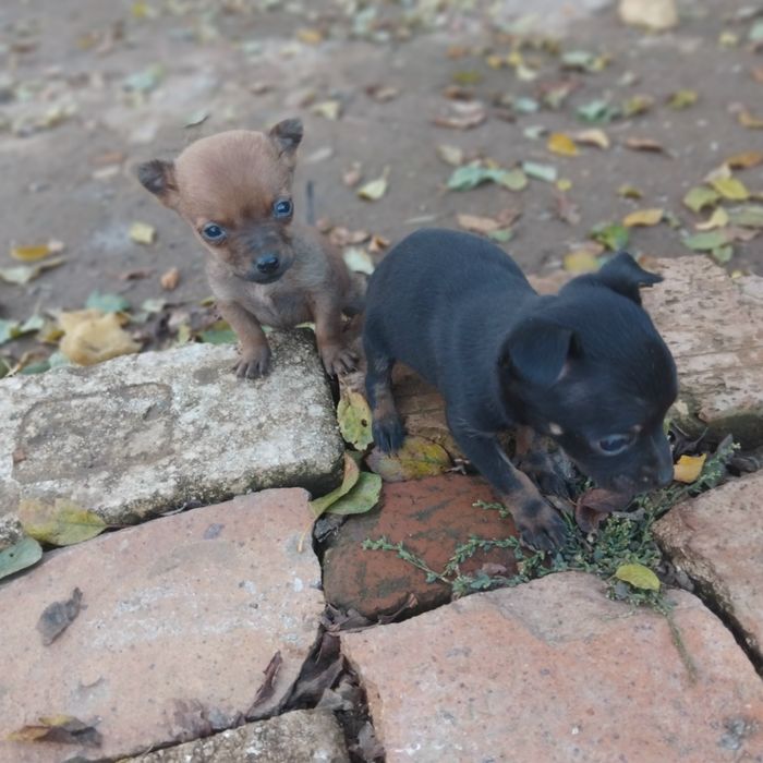 Малки Пичерчета н