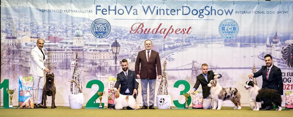 Кане Корсо ELITE