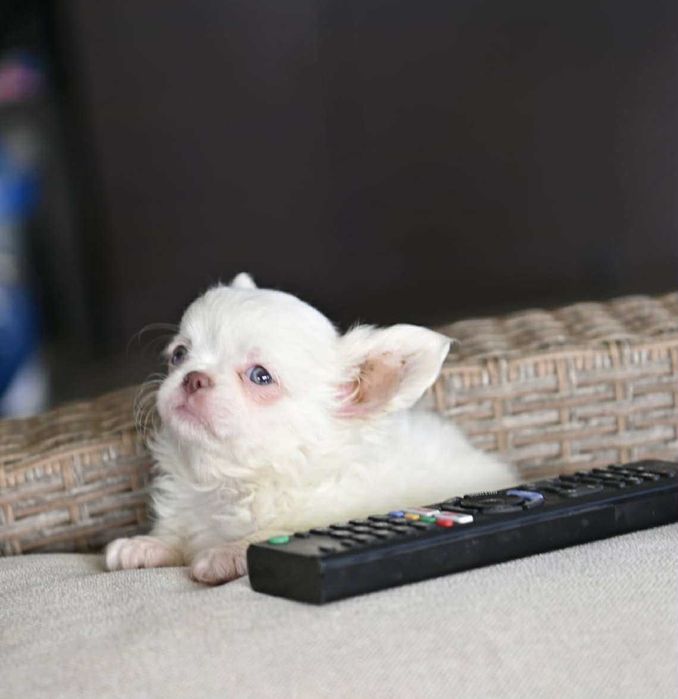 Мъжко дългокосместо мини чихуахуа