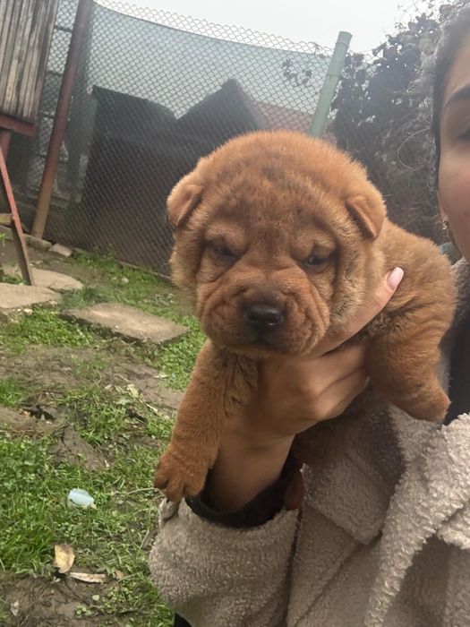 Done catei corcitura Shar Pei