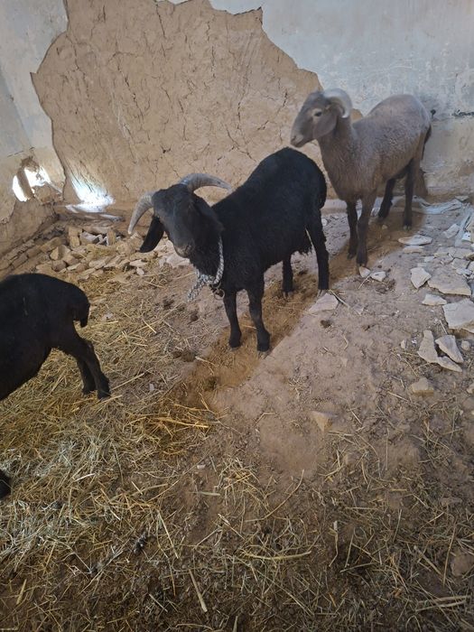 Кой козилар 4364