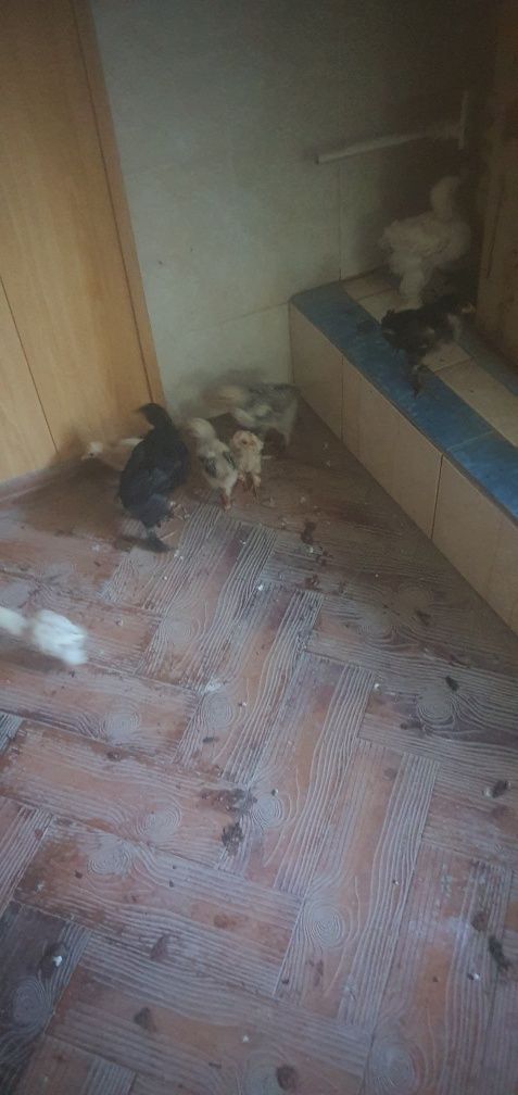 Жожа ва товуклар сотилади