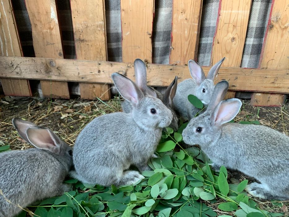 Iepuri Hycol francez