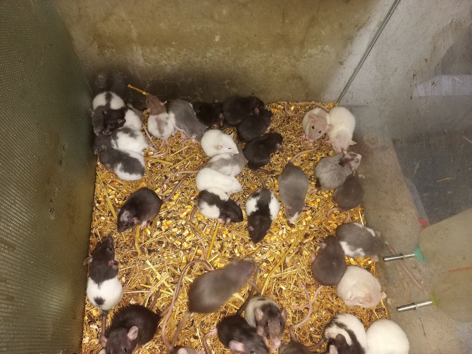 Șoricei laborator Constanța