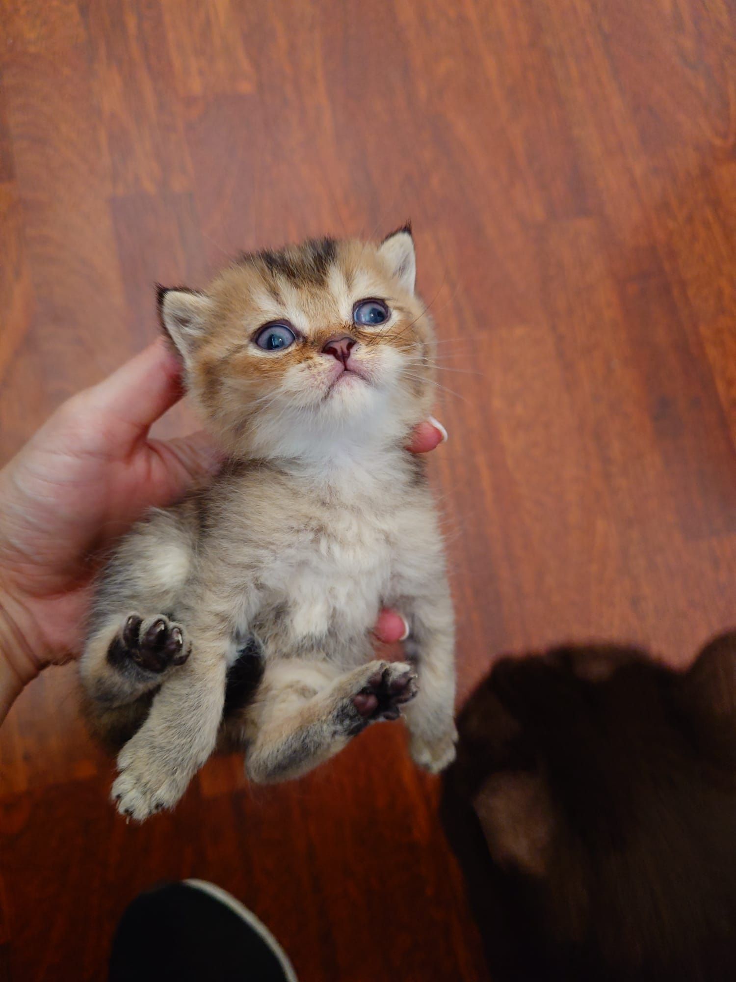 British shorthair cu pedigree golden si silver