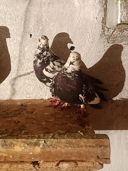 Голуби в таразе..