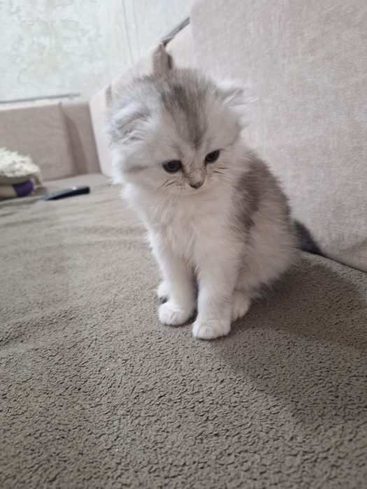 Продам котяток шиншилы. 50 000 тнг.