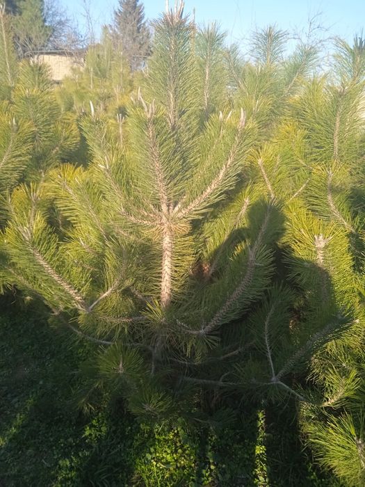 Хархил турдаги арчалар