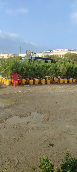 Gazon ekish  landshaft