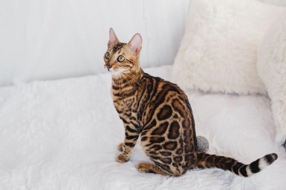 Бенгальские кошка