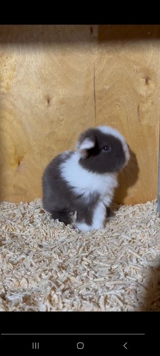 Продается минилоп сплинт