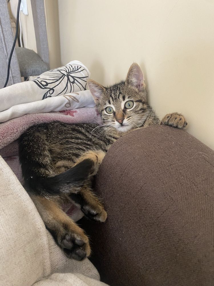 Котарачето Господинчо търси дом! :)
