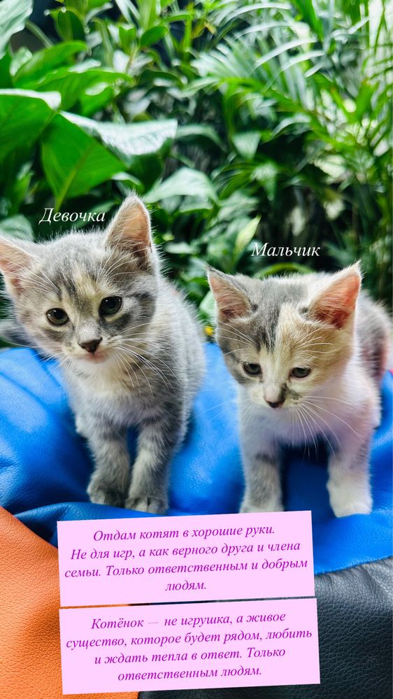 Котята отдам даром