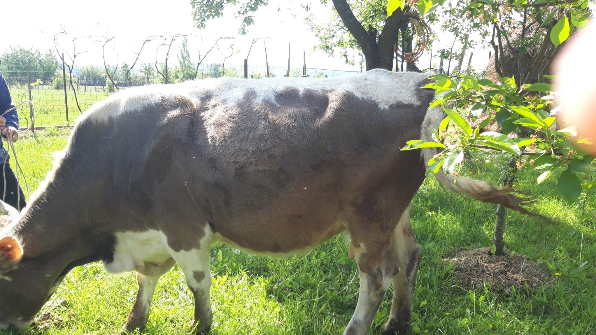 Vaca Bălțată Romaneasca rasă mare