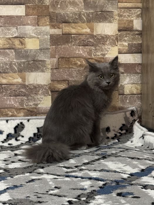 Mushuk, British longhair zotli