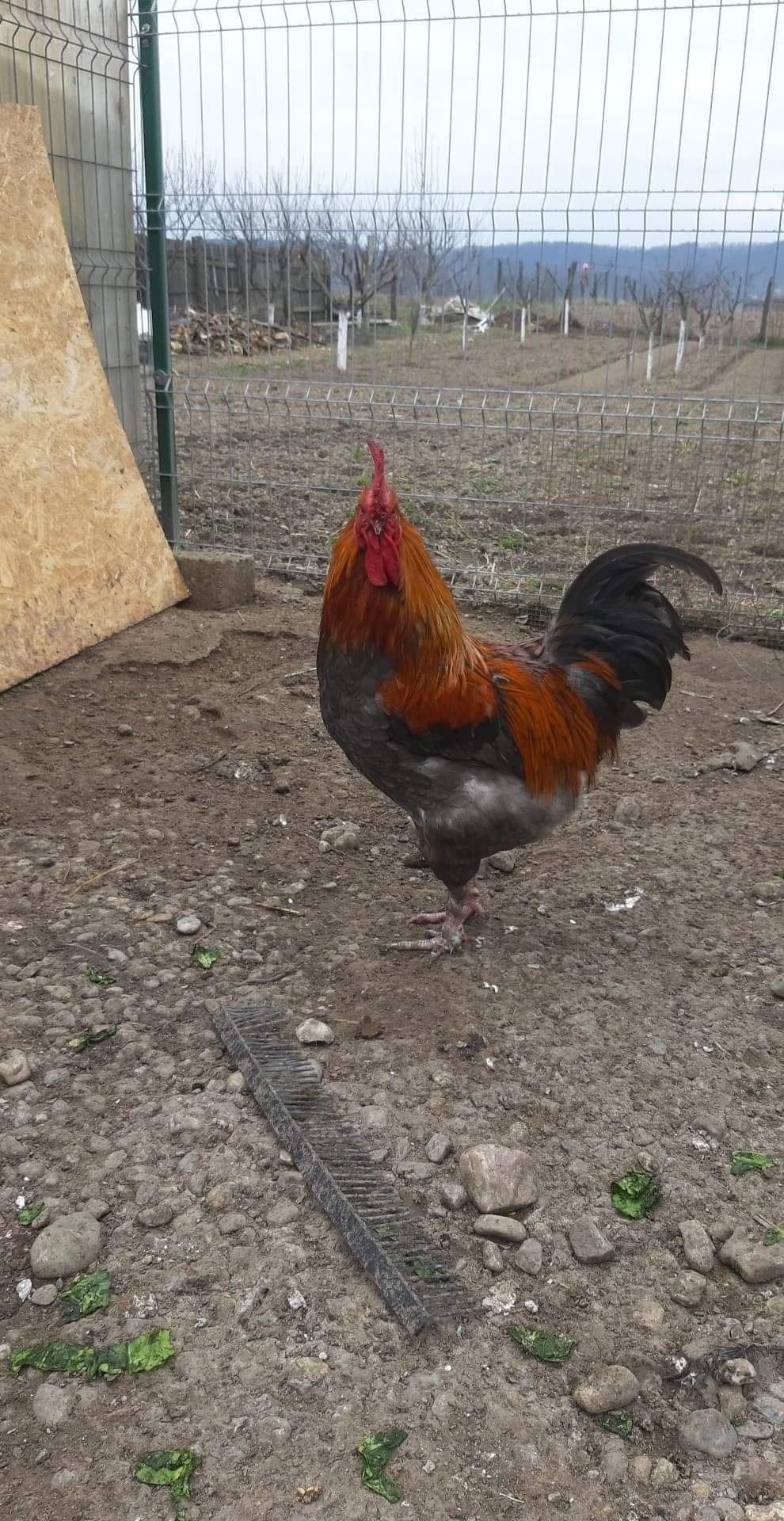 Pui Marans și Araucana