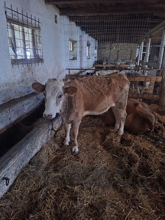 Vitea baltata de vânzare