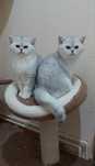 British shorthair chinchilla