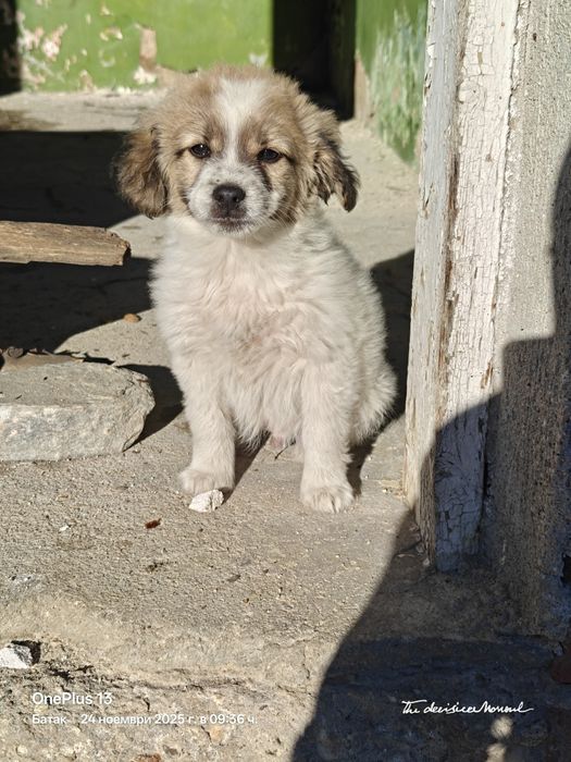 Кученце - Подарява се