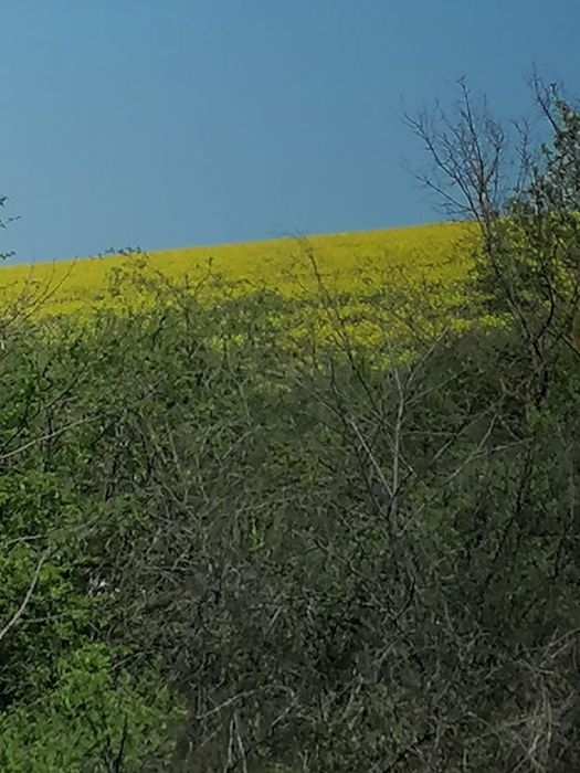 Miere de rapita cu paducel