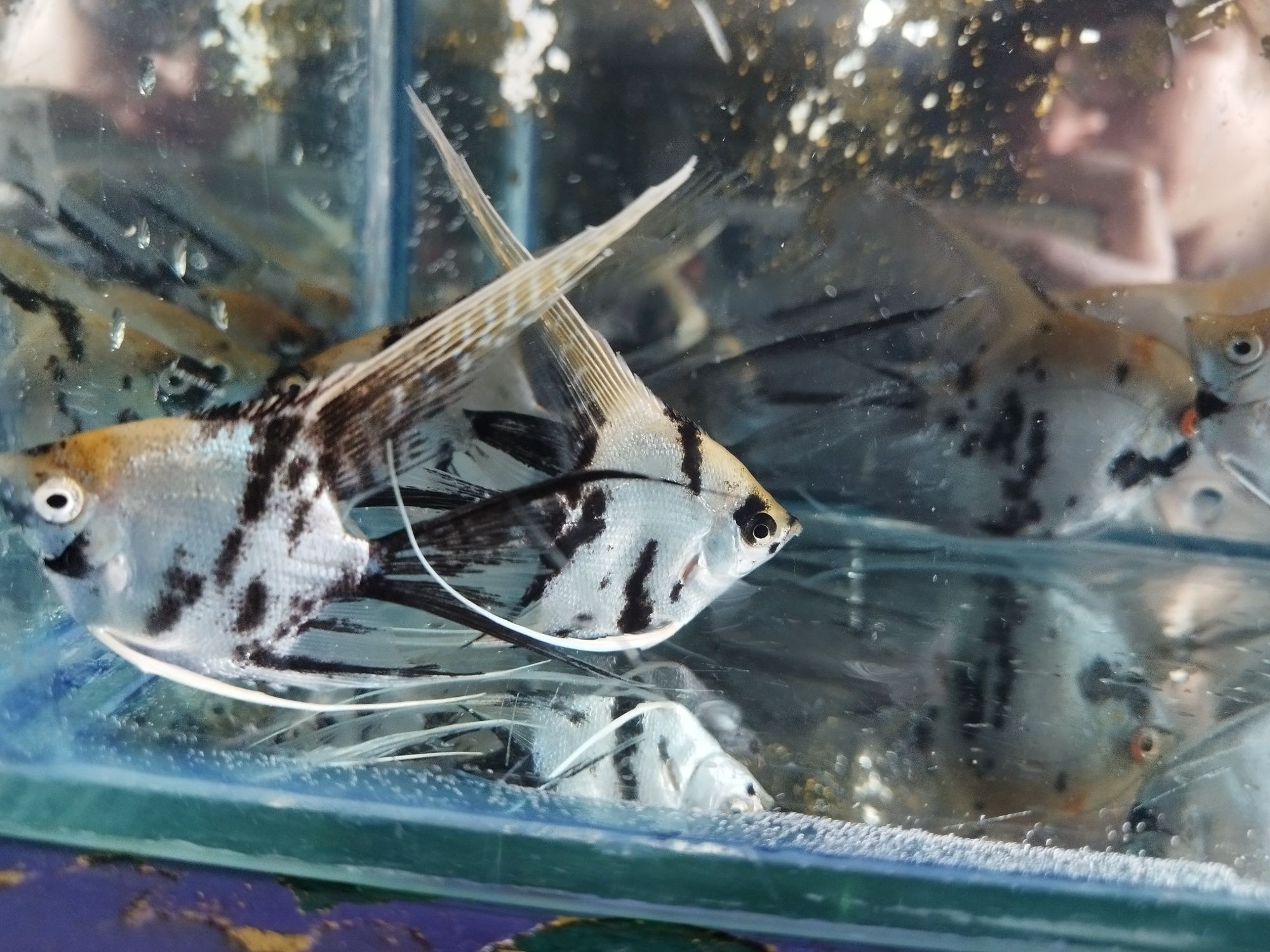 Аквариумные рыбки Скалярия - белые, берёзка, кои, серебристые, золотые