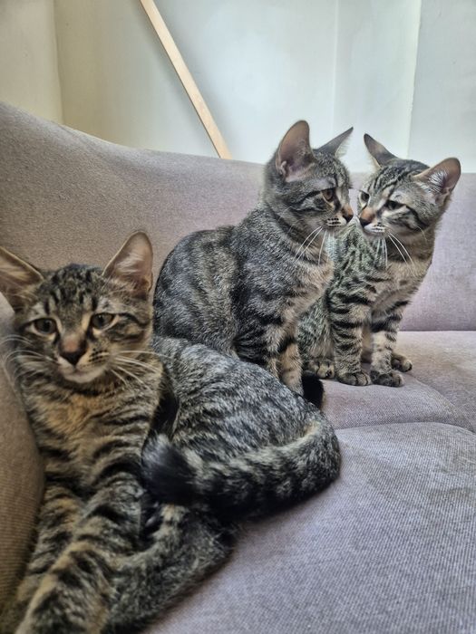 Подаряват се котета!