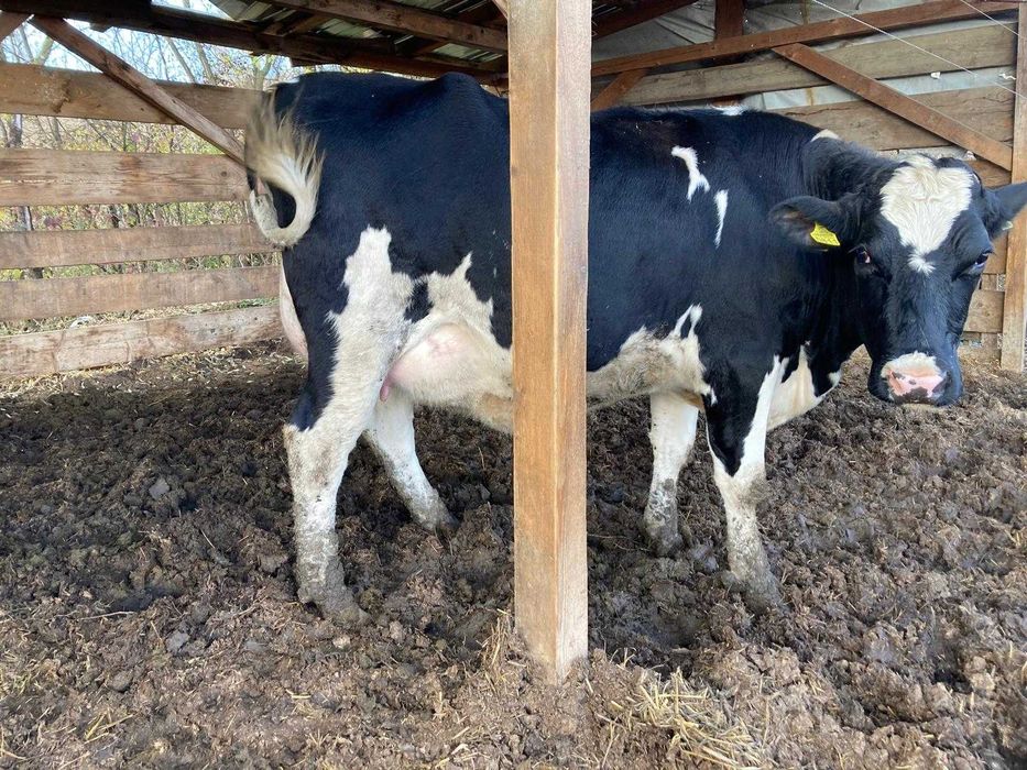 De vanzare 20 de vaci