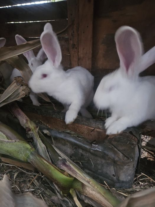 Schimb iepuri cu pasari