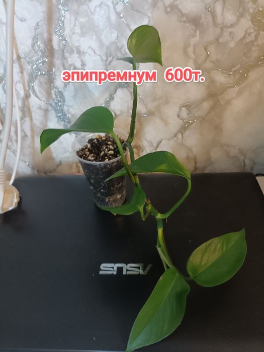 Комнатные растения