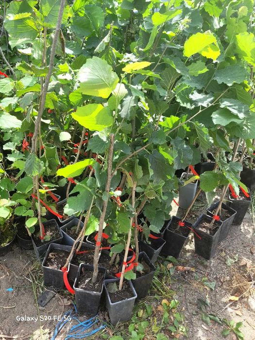 Alun micorizat cu trufe negre in ghiveci 100-120 cm