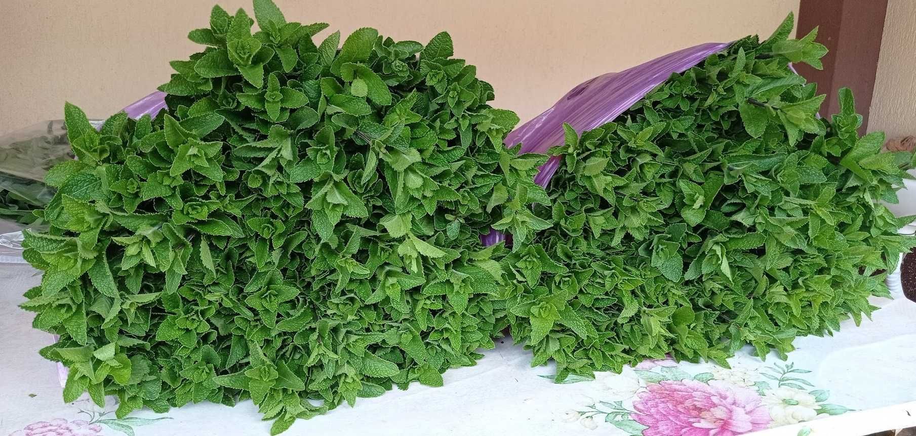 plante fresh menta oregano cimbrisor salvie busuioc