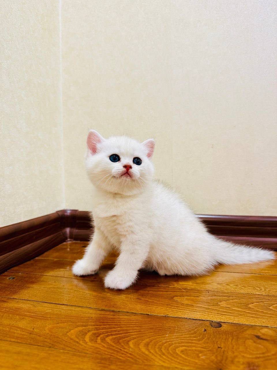Котёнок скоттиш страйт