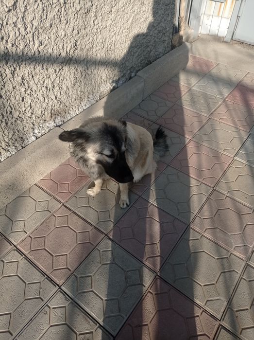 Отдам собаку в частный дом