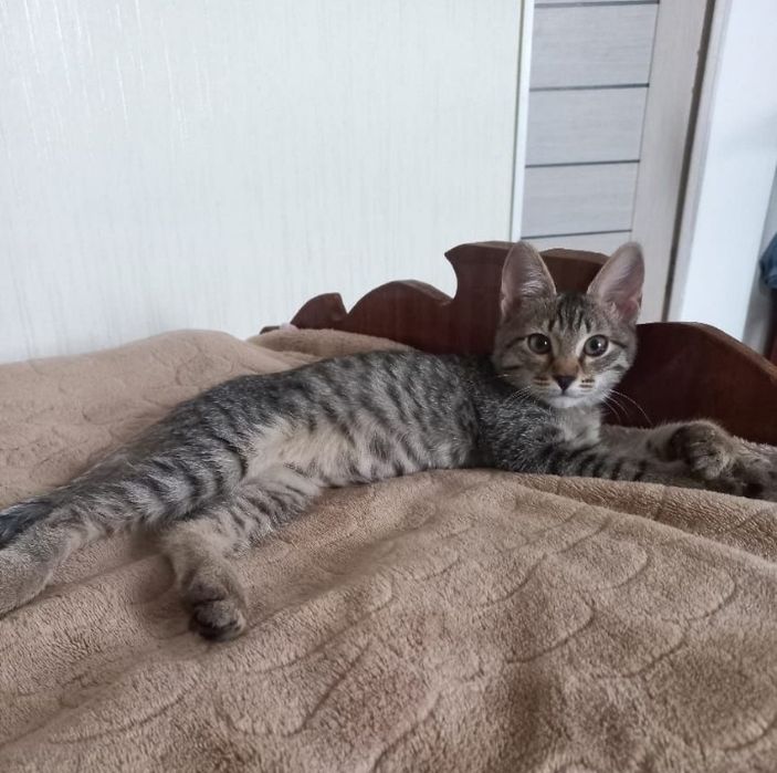 Отдам кошку    .