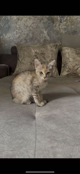 Отдам котёнка в хорошие руки!