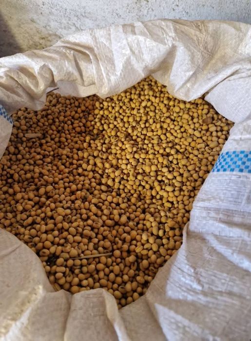 Soia boabe producție 2025