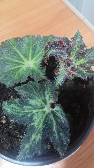 Комнатная бегония декоративнолистная