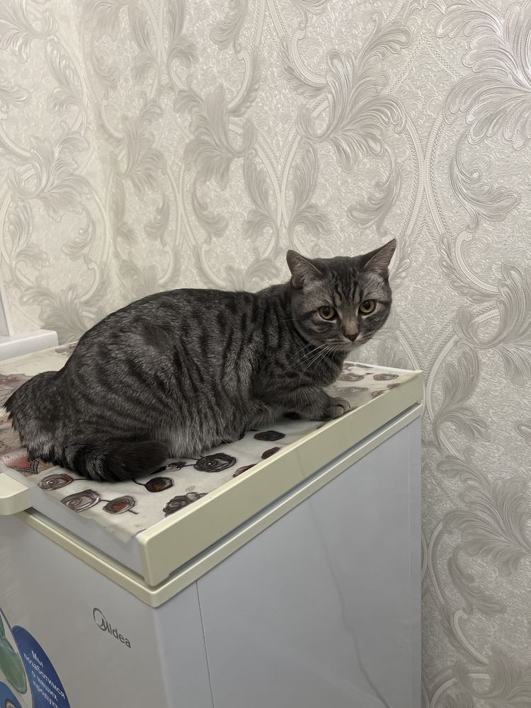 Кот , 10 месяцев , привитый , метис
