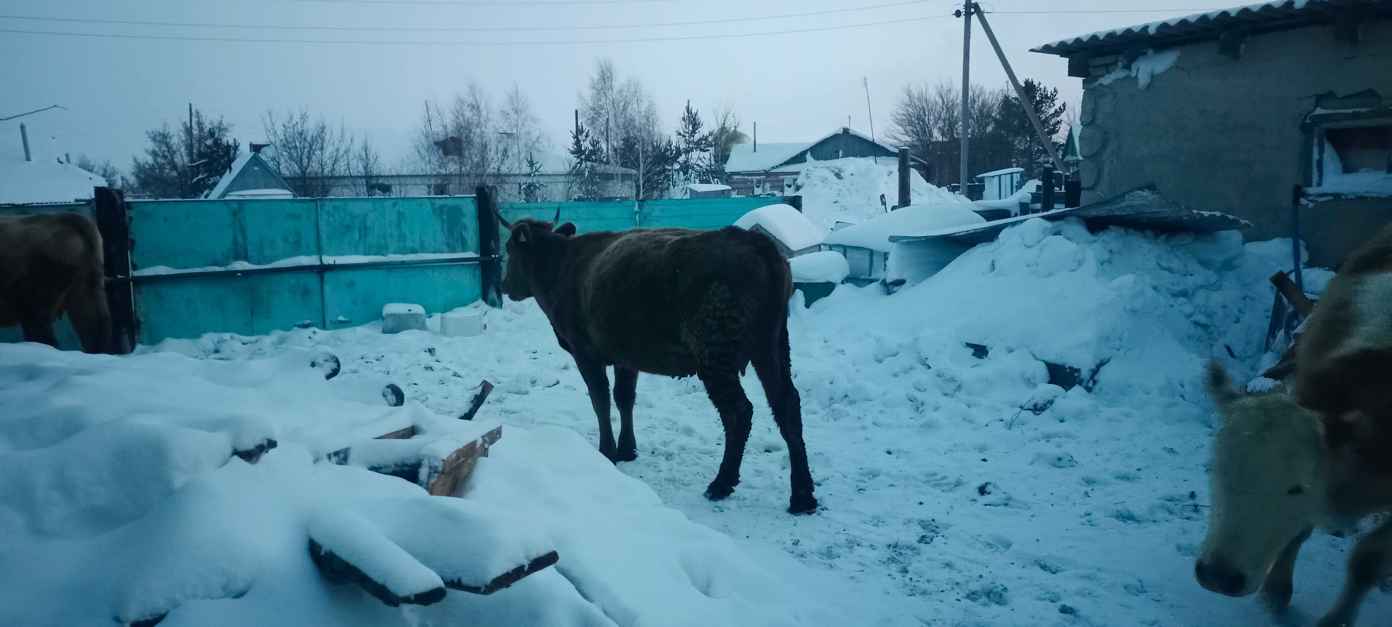 Продам две трехлетки одна два с половиной!