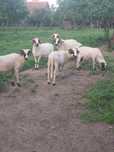 Berbeci brezi de Hateg