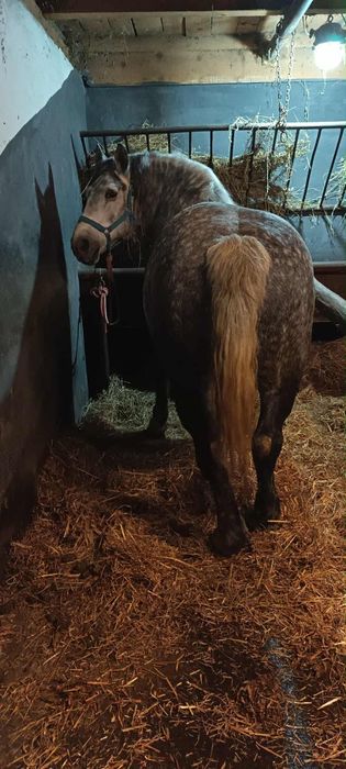 Vând iapă pentru pretențioși 6pe 7 ani