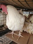Куры несушки  легорн
