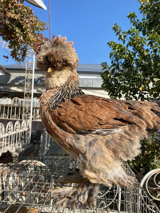 Галландка сотилади